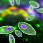 Protozoários – Toxoplasma