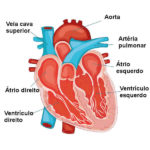 Sistema circulatório – anatomia do coração