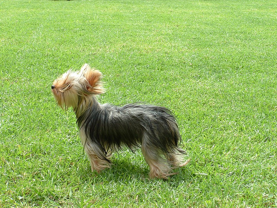Animal with Y - Yorkshire Terrier