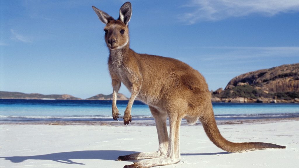 Marsupiais - Canguru na praia