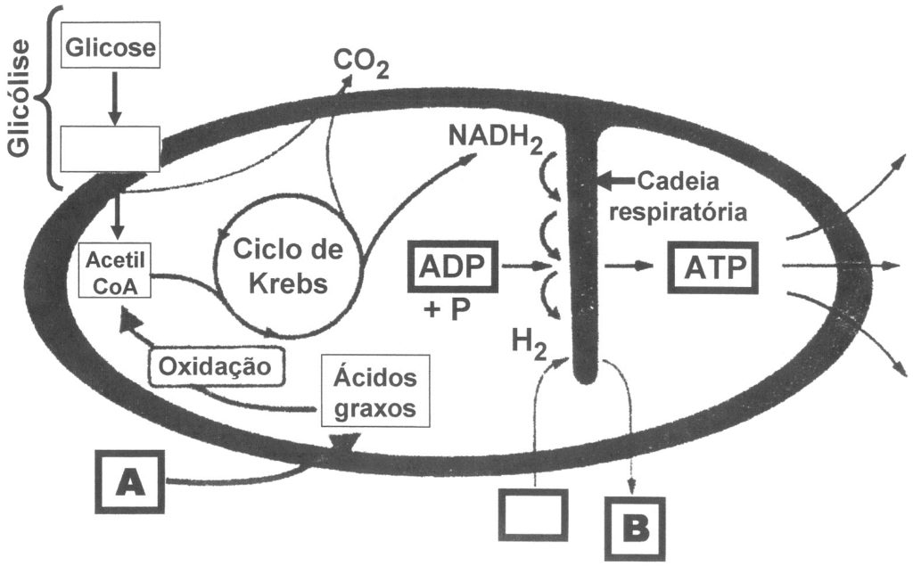 Glicólise - Ciclo de Krebs