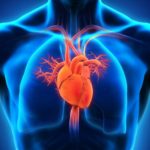 Órgãos do corpo humano – coração