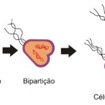Reprodução assexuada – Divisão binária