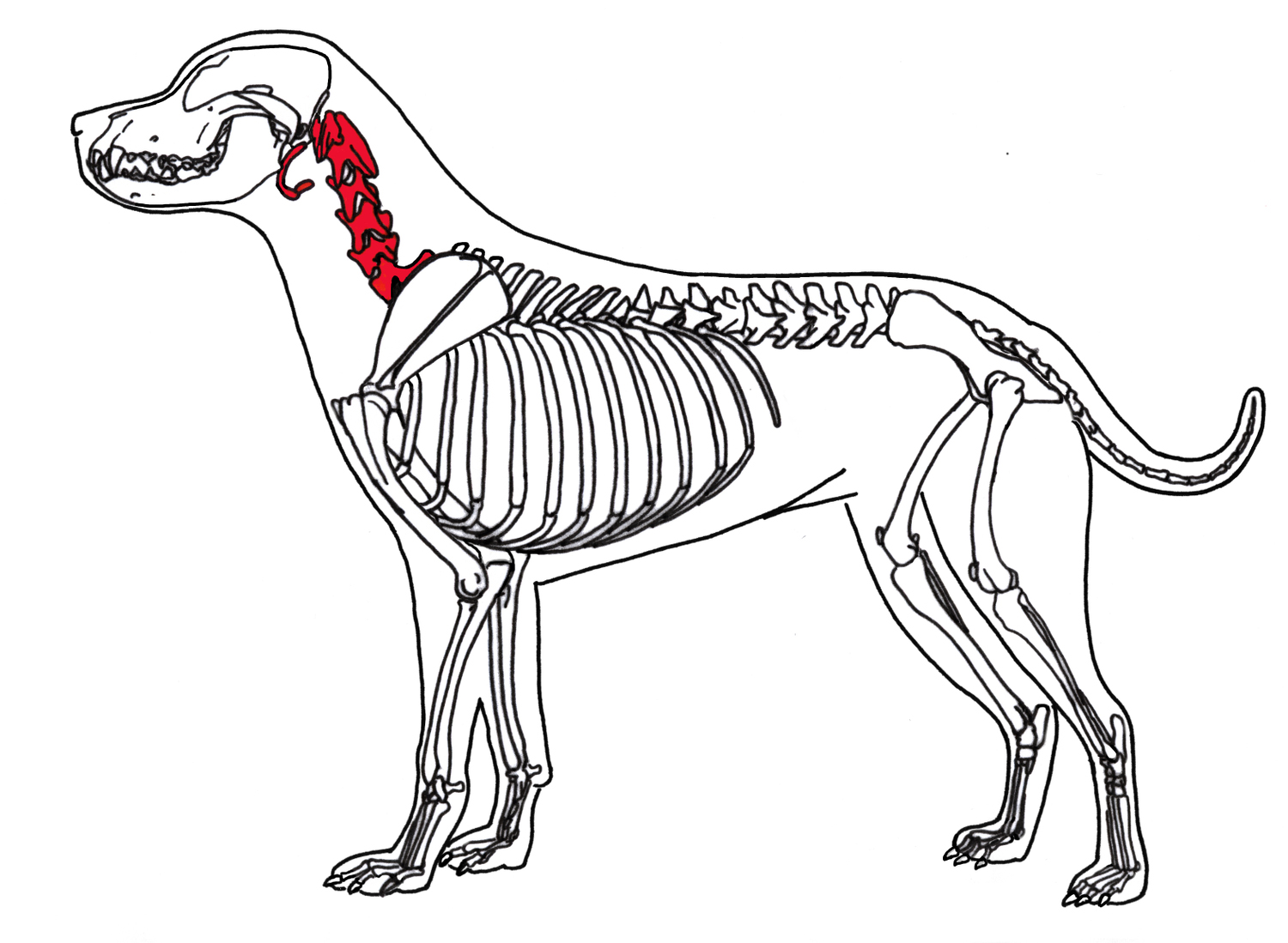 Vertebrados - Esqueleto dos mamíferos - Cachorro