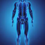 Órgãos do corpo humano – ossos esqueleto