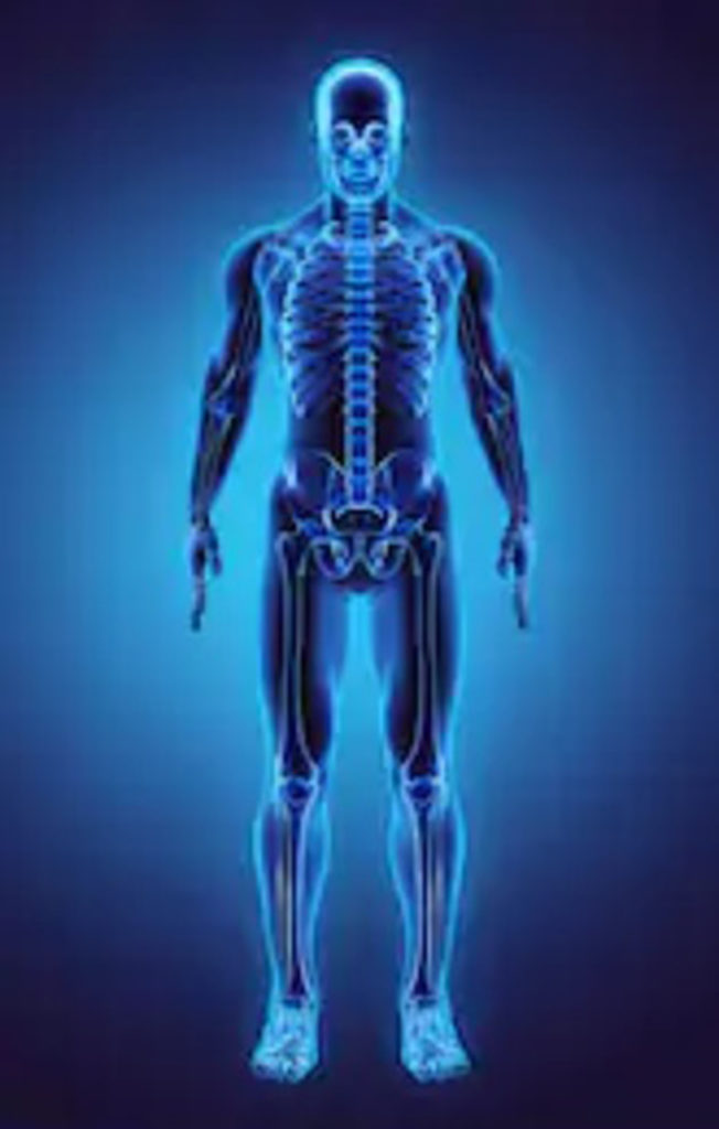 Órgãos do corpo humano - ossos esqueleto