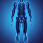 Órgãos do corpo humano – ossos – esqueleto