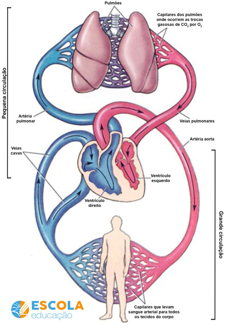 Sistema Cardiovascular Ou Circulat Rio Resumo Fun O Rg Os