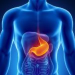 Órgãos do corpo humano – estômago