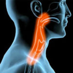 Órgãos do corpo humano – faringe