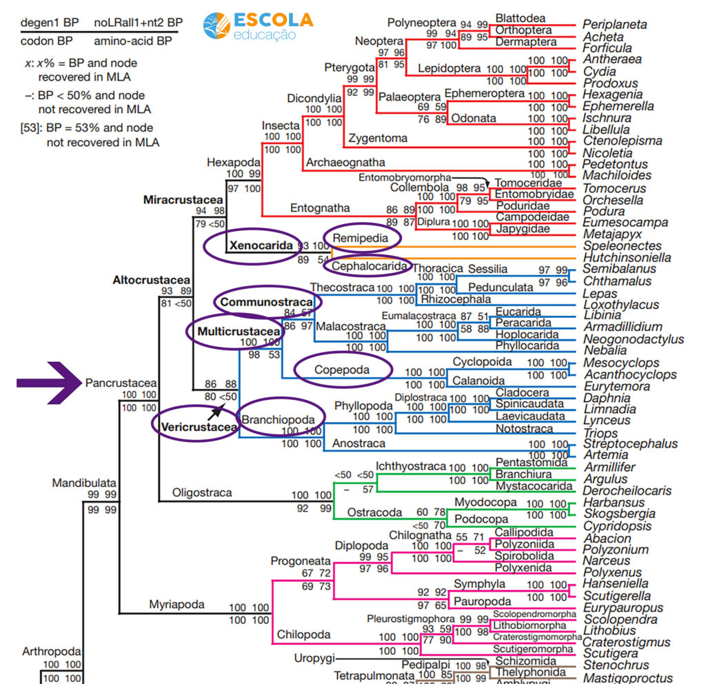 Crustáceos - figura adapatada da filogenia de artrópodes proposta no artigo "Arthropod relationships revealed by phylogenomic