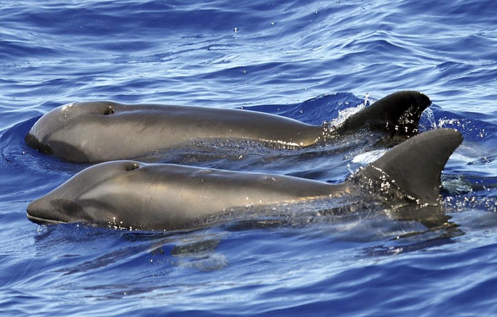 Híbridos - Wholphin: cruzamento entre golfinho e baleia.