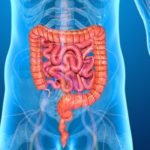 Órgãos do corpo humano – intestino delgado no centro e intestino grosso ao redor