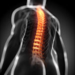 Órgãos do corpo humano – medula espinhal