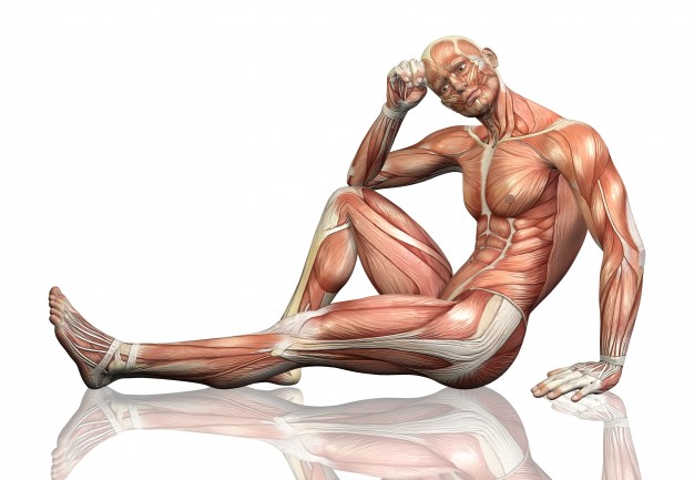 Órgãos do corpo humano - músculos
