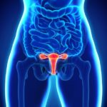 Órgãos do corpo humano – ovários