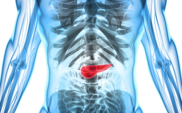 Órgãos do corpo humano - pâncreas