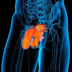 Órgãos do corpo humano – pênis