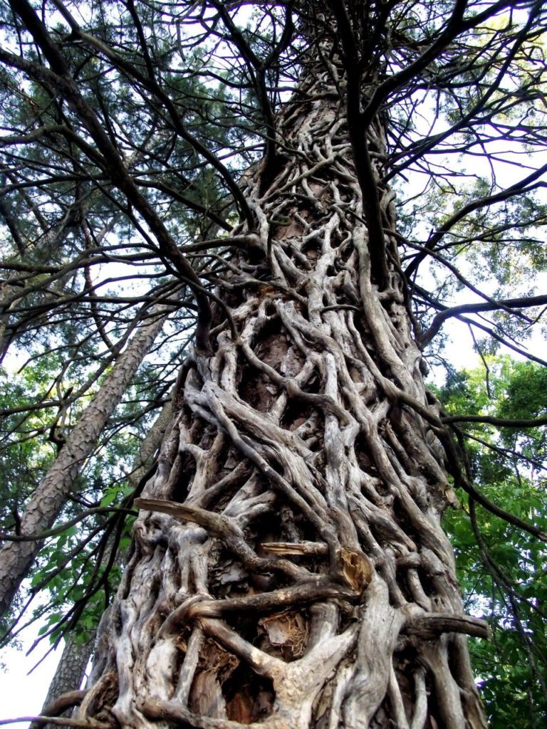 Tipos de raízes - Estranguladoras