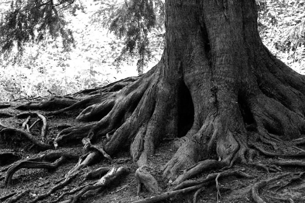 Tipos de raízes