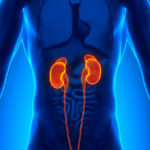 Órgãos do corpo humano – rins