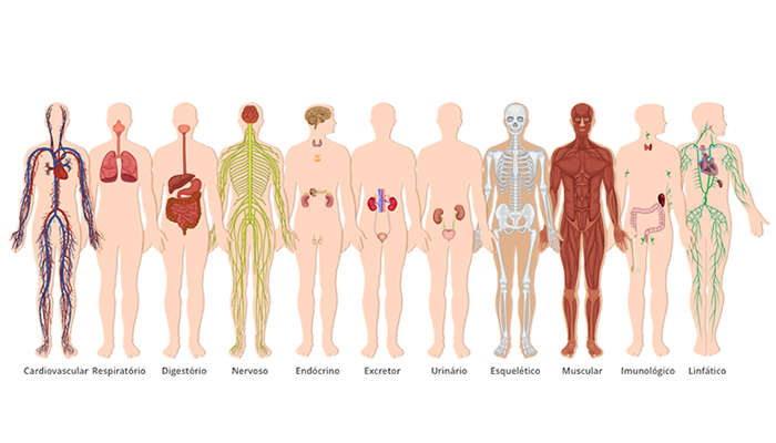 Sistemas do Corpo Humano