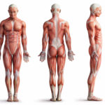 Órgãos do corpo humano – músculos
