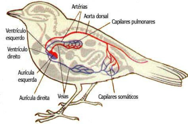 Aves - sistema circulatório