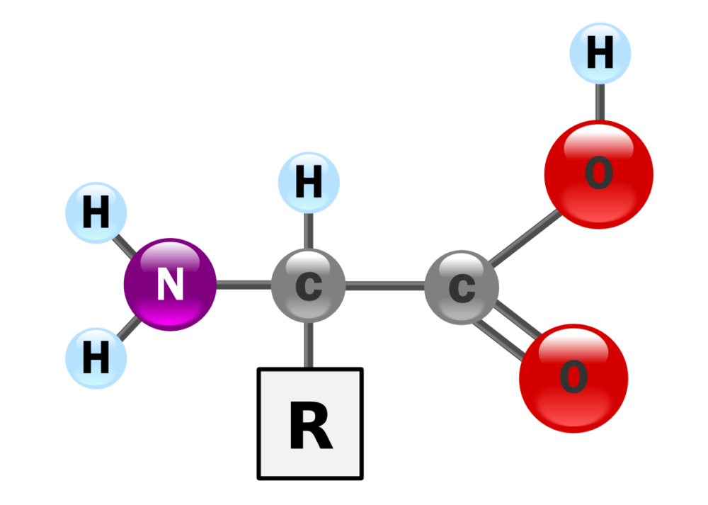 Aminoácidos - Estrutura molecular