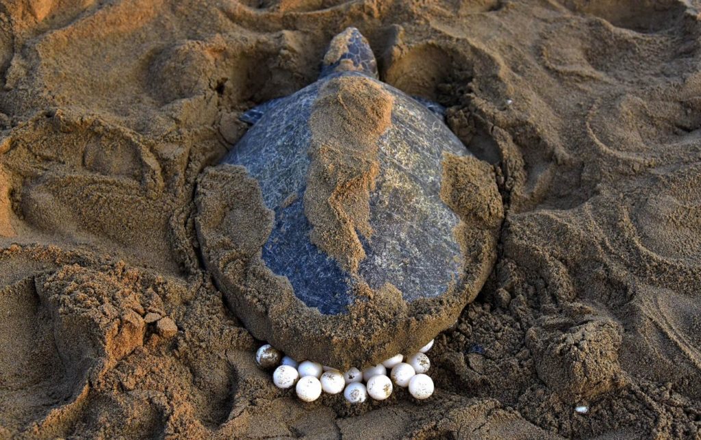 Quelônios - Tartaruga deposita ovos em ninho na praia.
