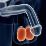 Órgãos do corpo humano – testículos