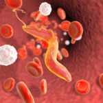 Protozoários – Trypanosoma cruzi