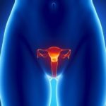 Órgãos do corpo humano – útero