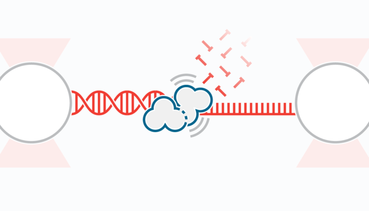 DNA-polimerase