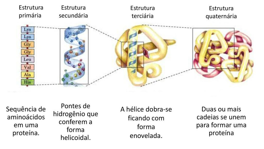 Proteínas - Fórmulas estruturais