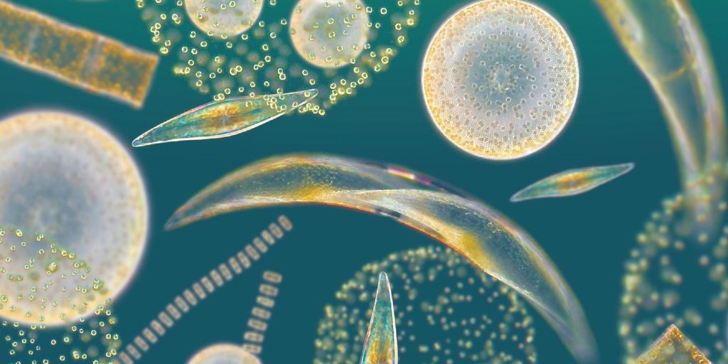 Invertebrados aquáticos - Fitoplâncton marinho