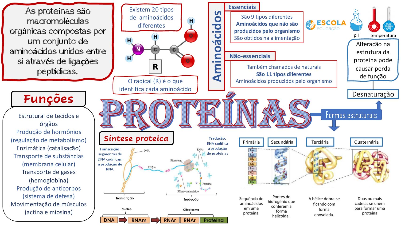 Mapa Mental Proteínas Escola Educação 4128