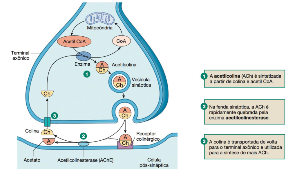 Acetilcolina - Síntese e reciclagem da acetilcolina na sinapse