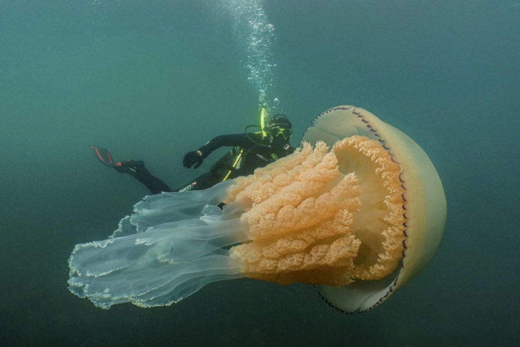 Invertebrados aquáticos - Água-viva gigante ao lado de um mergulhador