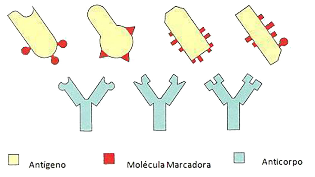 Antígenos e anticorpos
