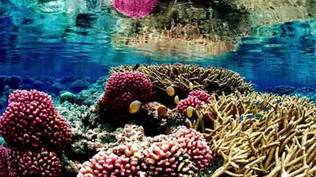 Invertebrados aquáticos - Bentos, corais no fundo do mar