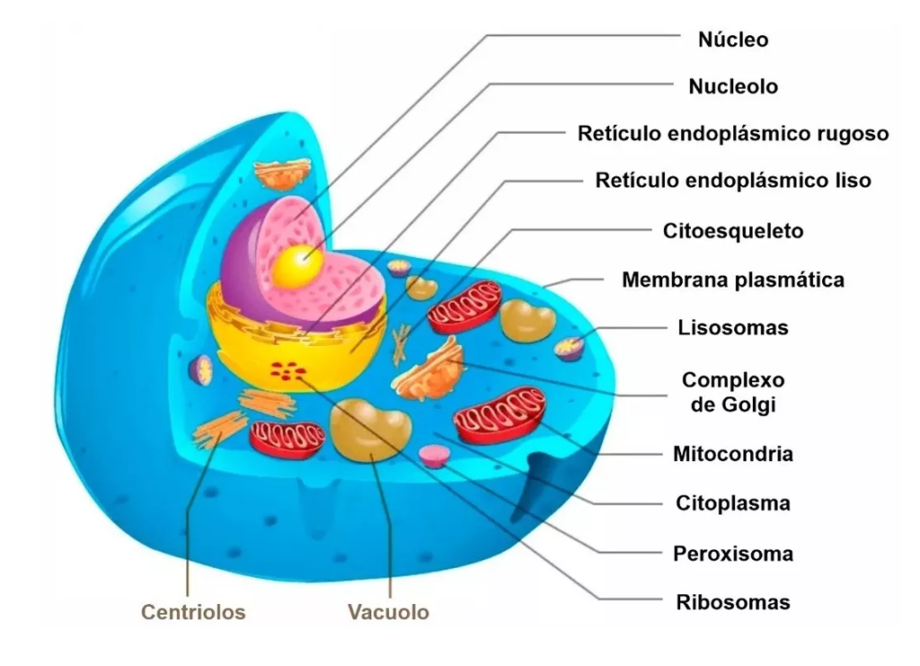 O Que é Celula Eucariontes