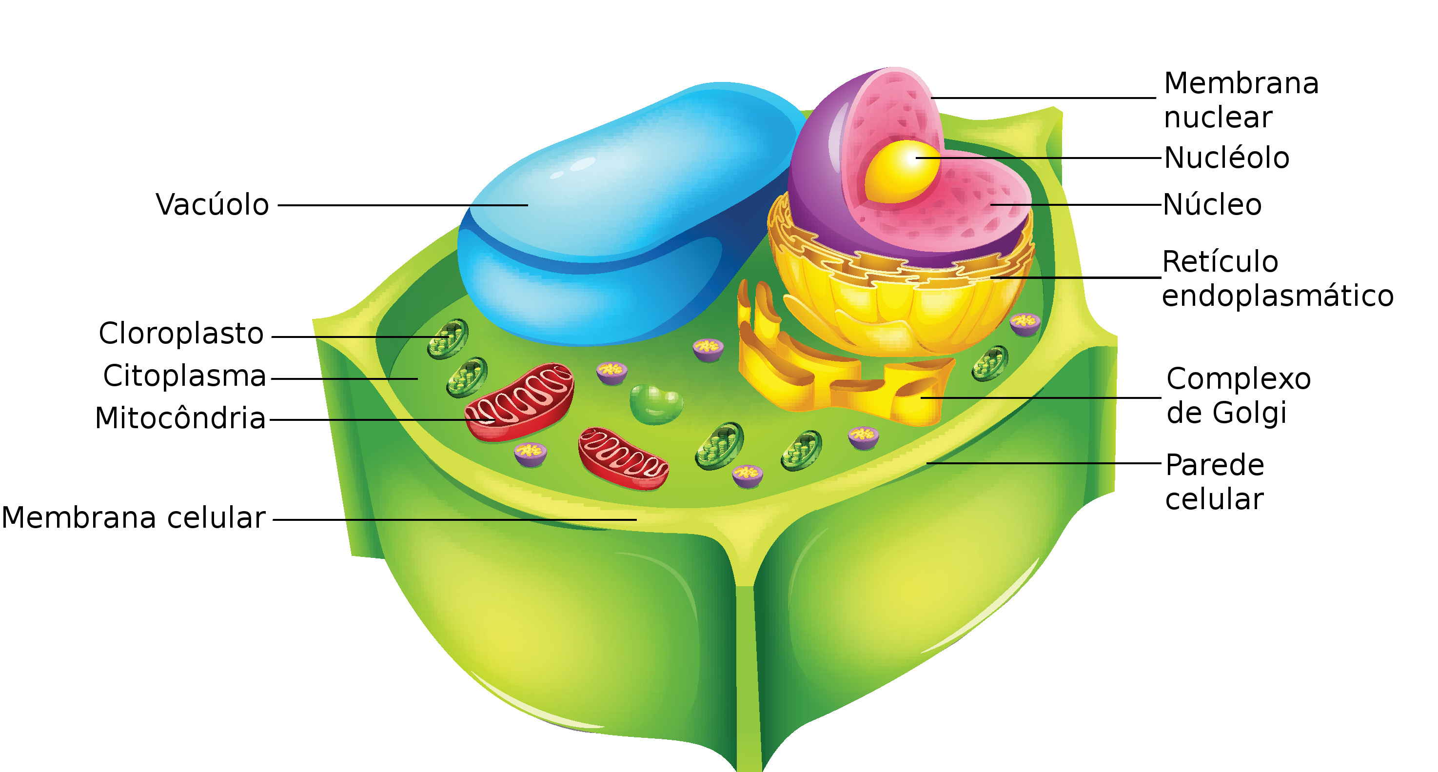 O Que é Celula Eucariontes