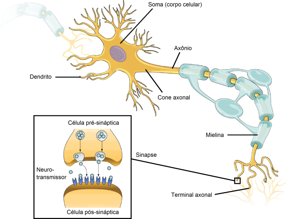Células nervosas - Neurônios