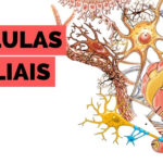 Células gliais