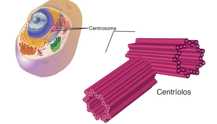 centr-olos-o-que-s-o-fun-o-estrutura-c-lios-e-flagelos