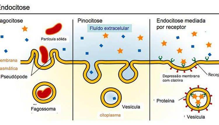 Tipos de endocitose