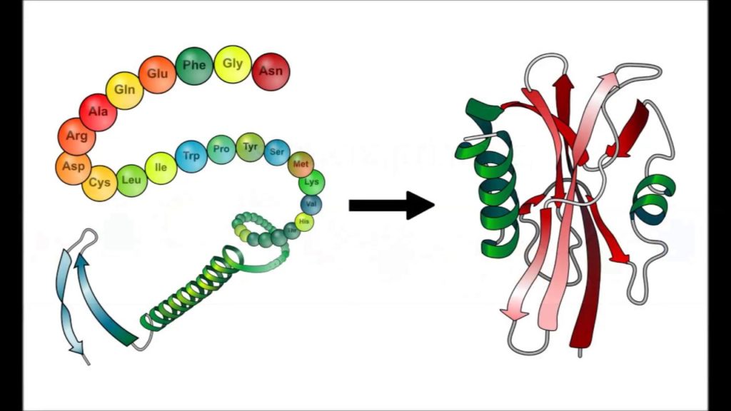 Estrutura das proteínas