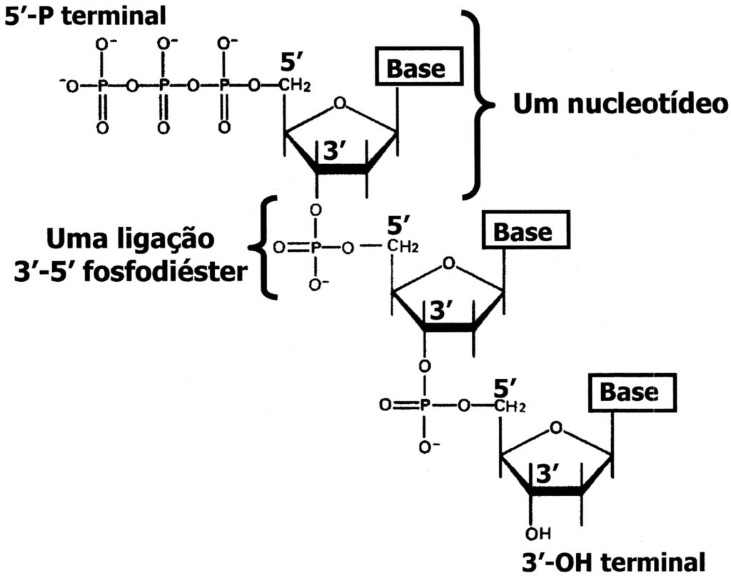 Nucleotídeo - Ligação fosfodiéster