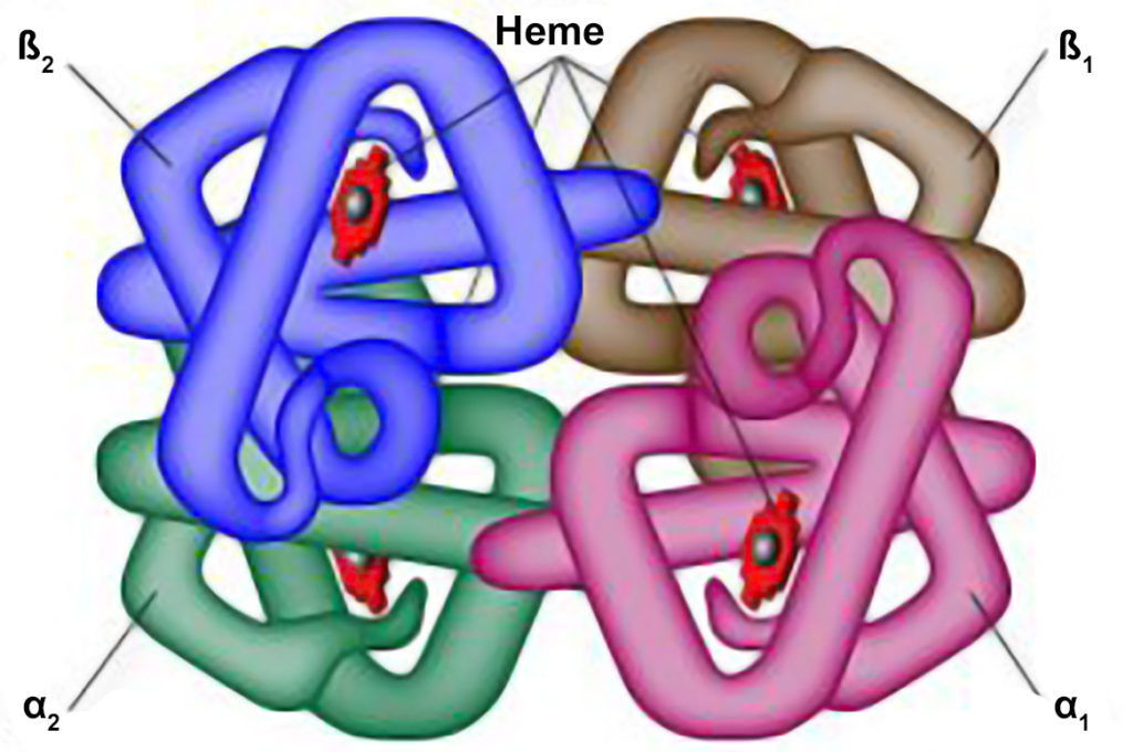 Hemoglobina - Estrutura